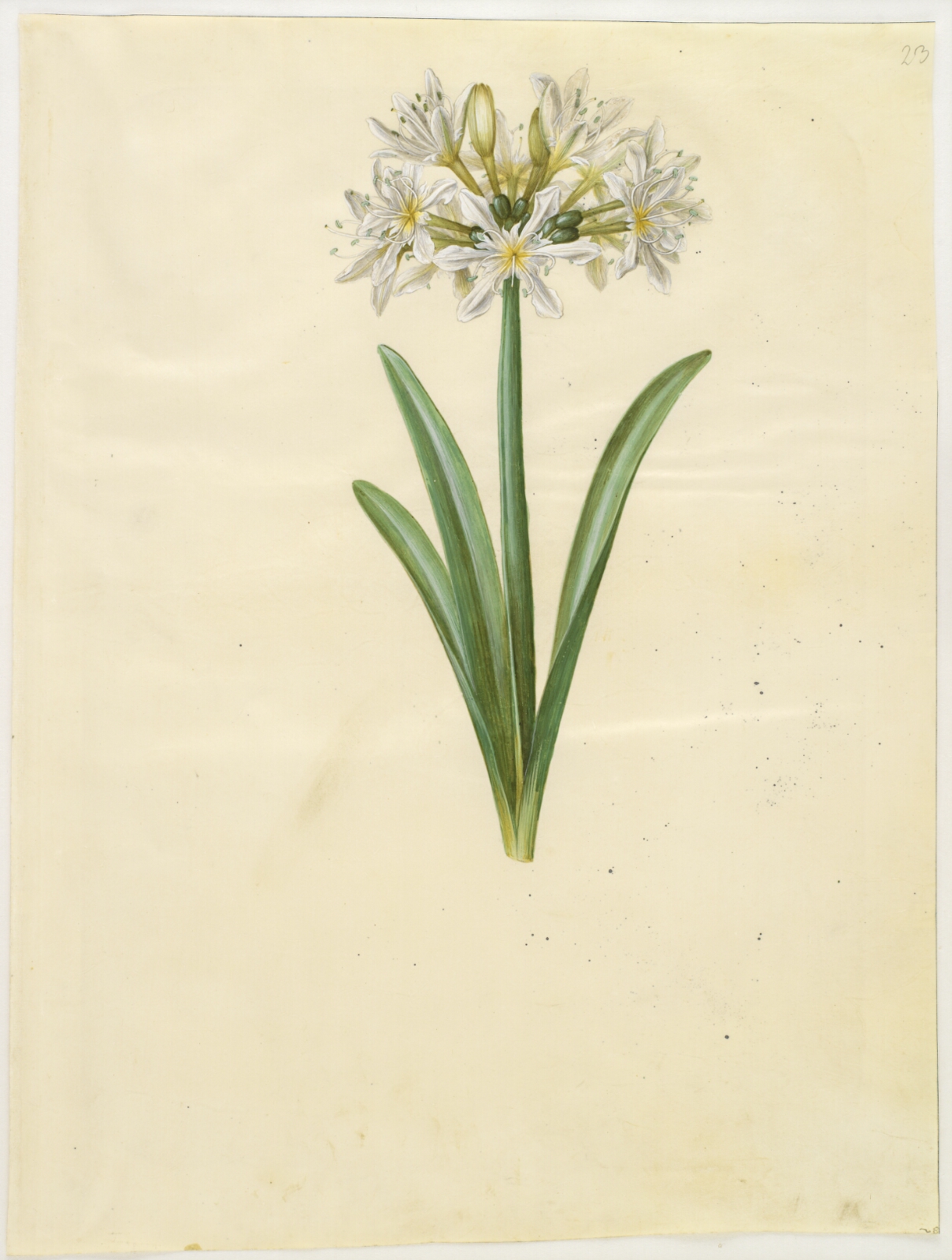 Hans Simon Holtzbecker, Pancratium Illyricum (småblomstret strandlilje)