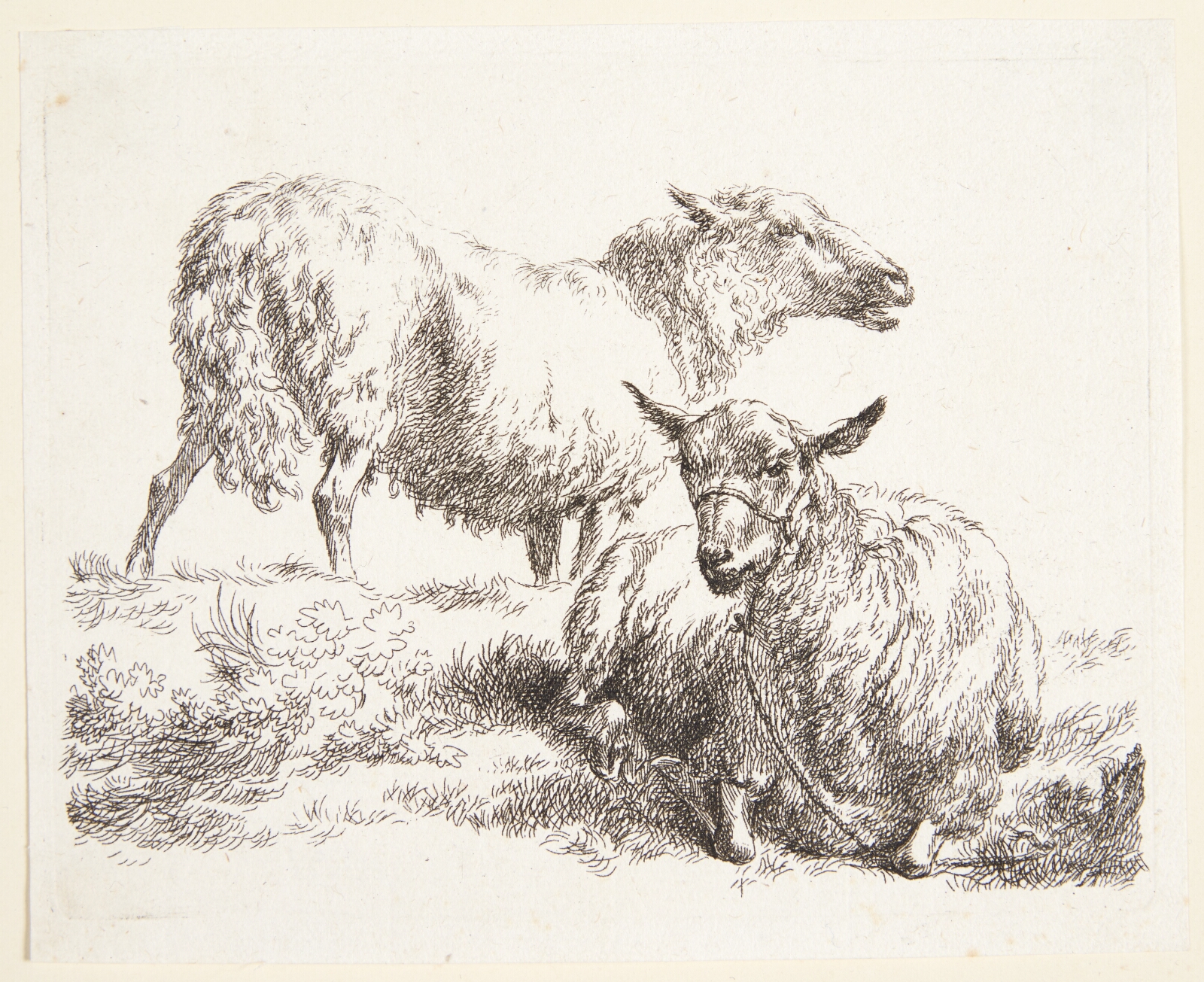 Nicolaes Berchem, Et stående og et liggende får