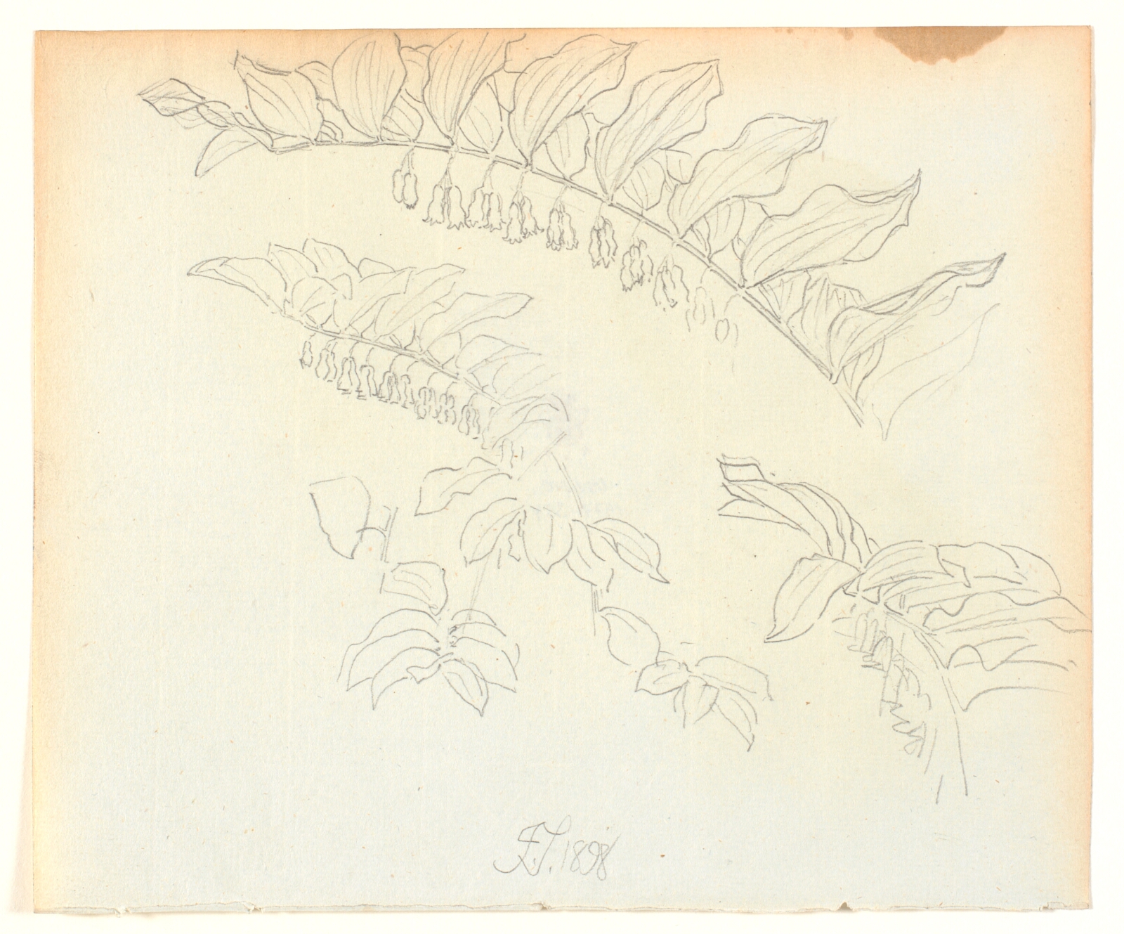 Joakim Skovgaard, Plantestudie