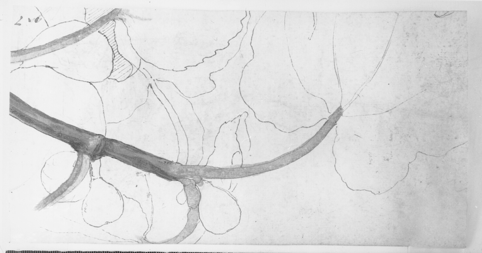 Domenico Gargiulo, Studie af en blomst
