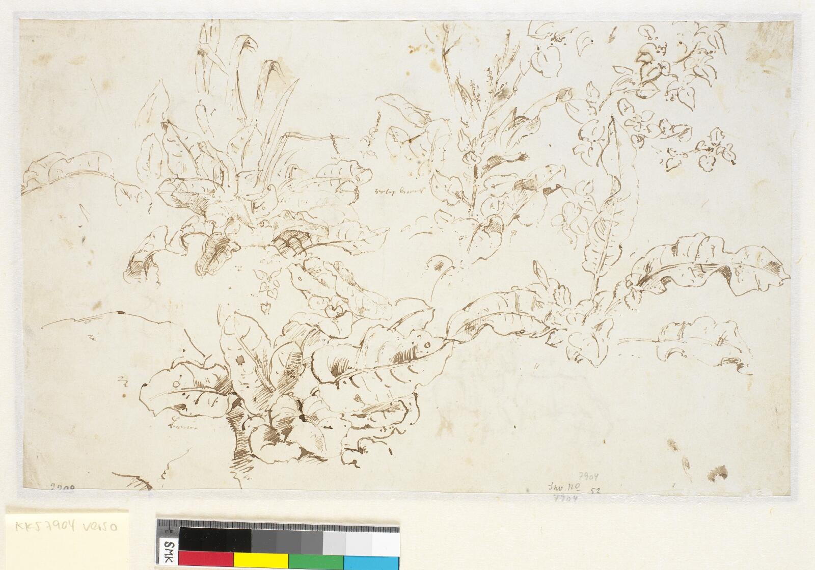 Dankvart Dreyer, Plantestudier
