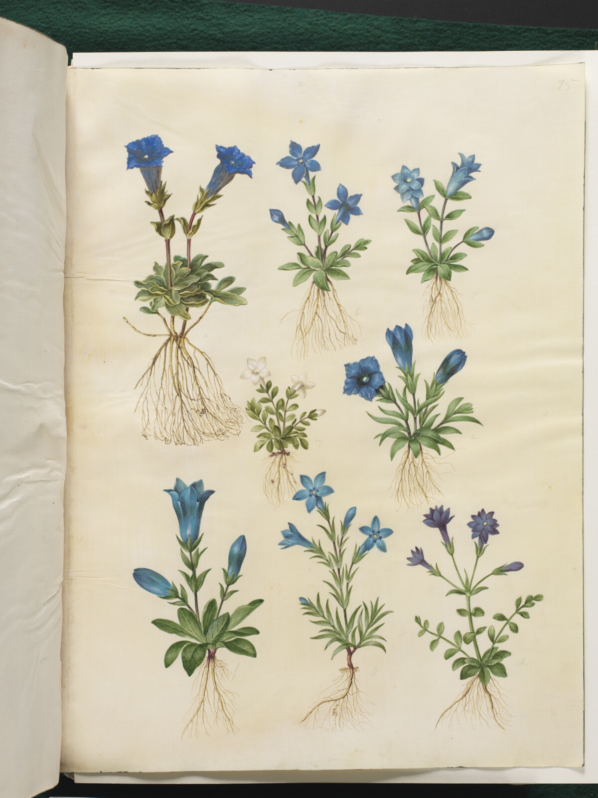 Hans Simon Holtzbecker, Gentiana acaulis (stængelløs ensian); Gentiana verna (vår-ensian); Gentiana acaulis (stængelløs ensian); Gentiana (art af ensian)