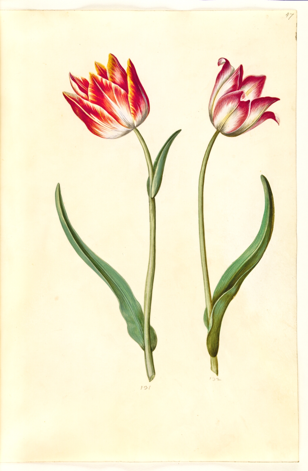 Hans Simon Holtzbecker, Tulipa gesneriana (have-tulipan)