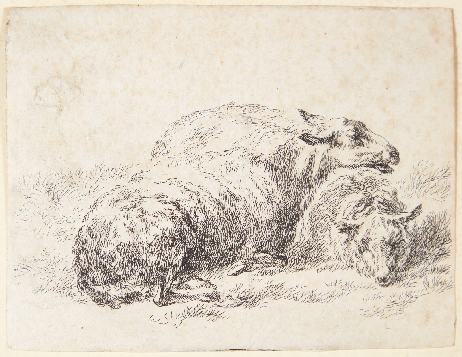 Nicolaes Berchem, To liggende får