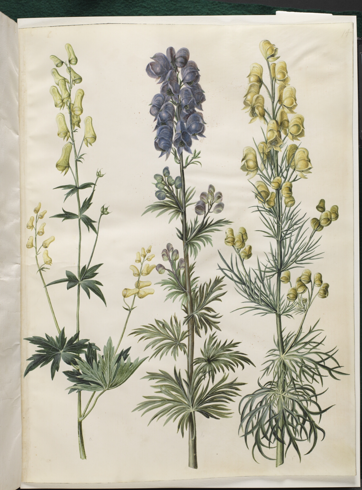 Hans Simon Holtzbecker, Aconitum lycoctonum (nordisk stormhat); Aconitum napellus (ægte stormhat); Aconitum anthora (finbladet stormhat)