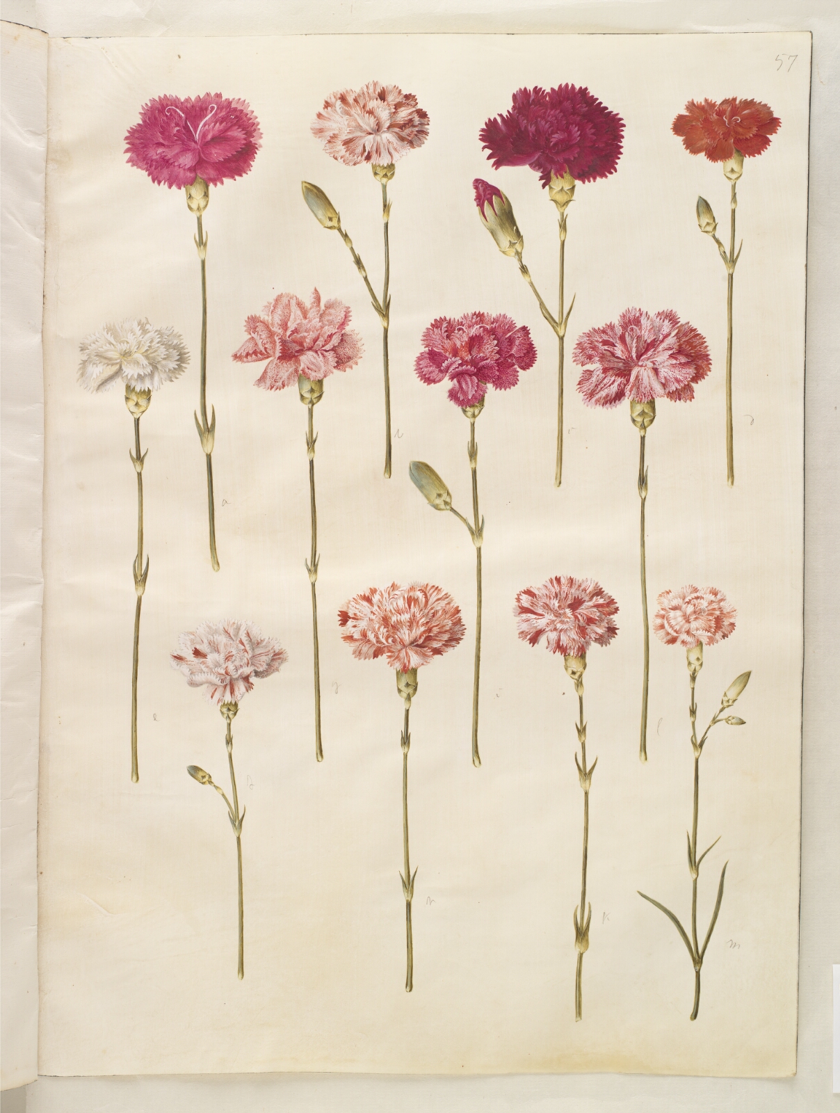 Hans Simon Holtzbecker, Dianthus caryophyllus (have-nellike)