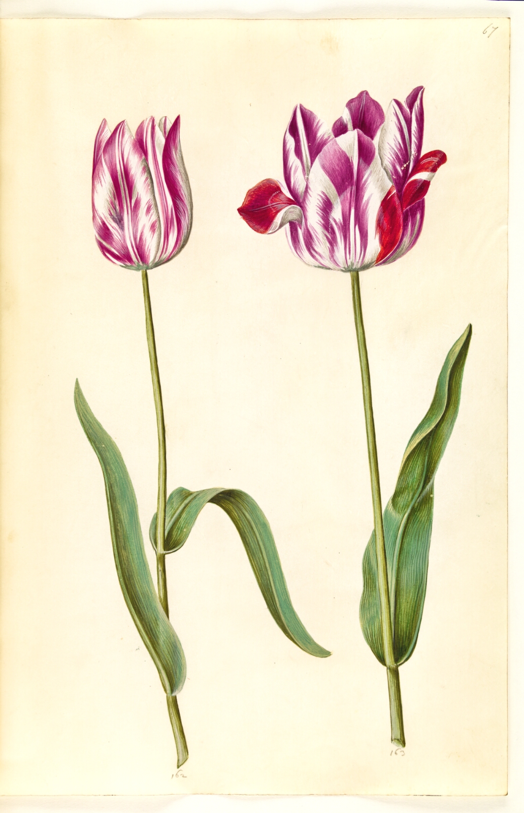 Hans Simon Holtzbecker, Tulipa gesneriana (have-tulipan)