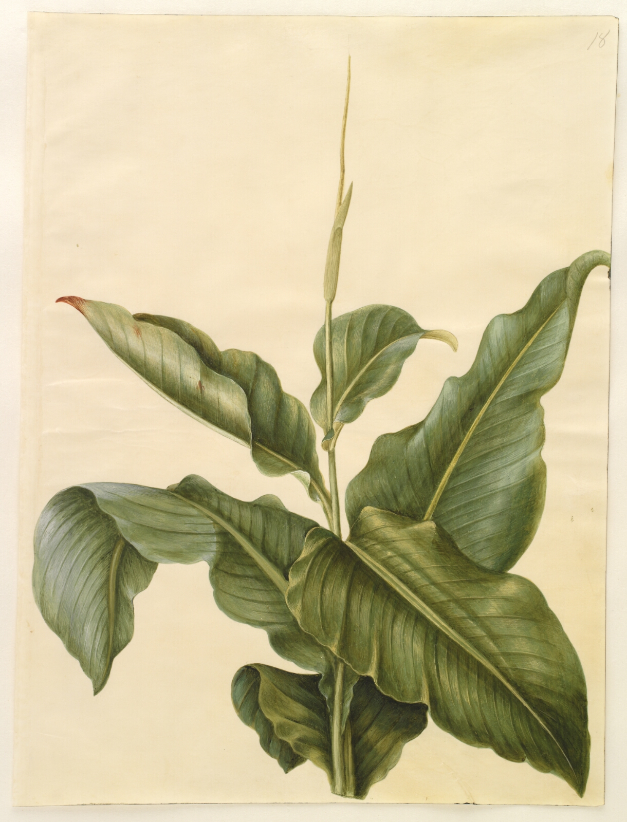 Hans Simon Holtzbecker, Canna (kanna)