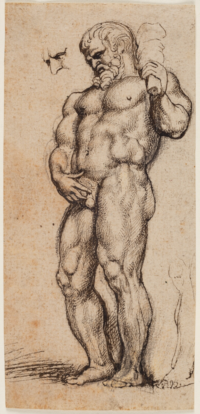 Peter Paul Rubens, Herkules