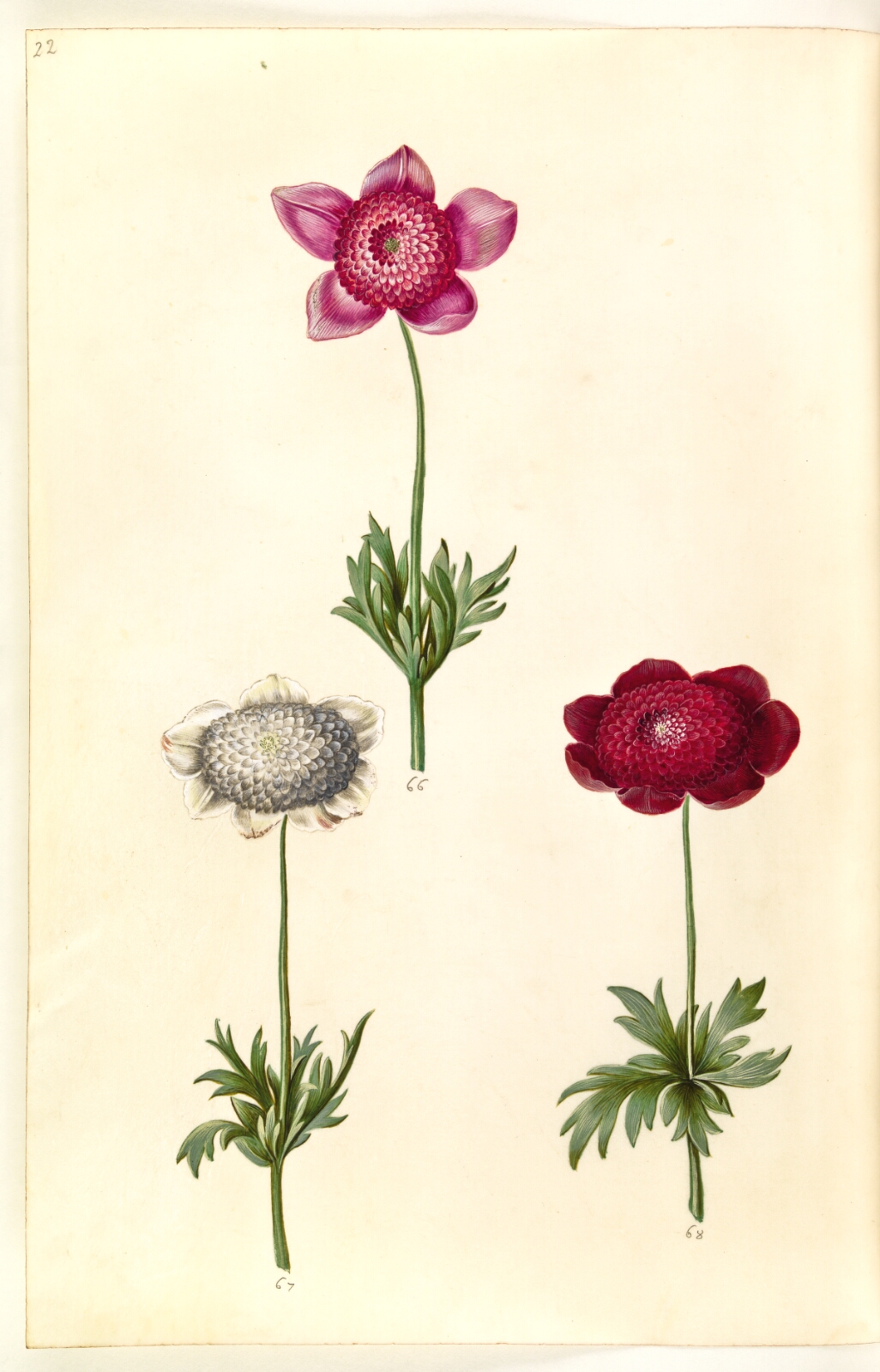 Hans Simon Holtzbecker, Anemone coronaria (fransk anemone)