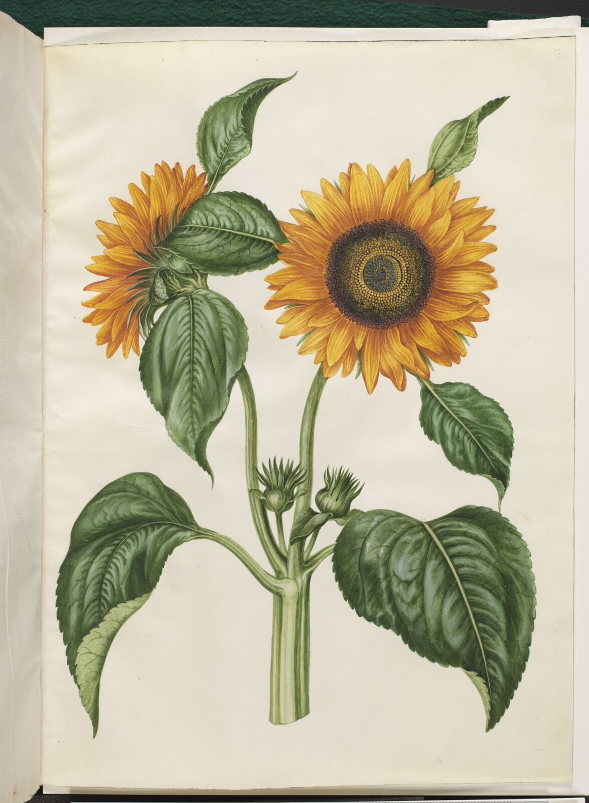 Hans Simon Holtzbecker, Helianthus annuus (almindelig solsikke)