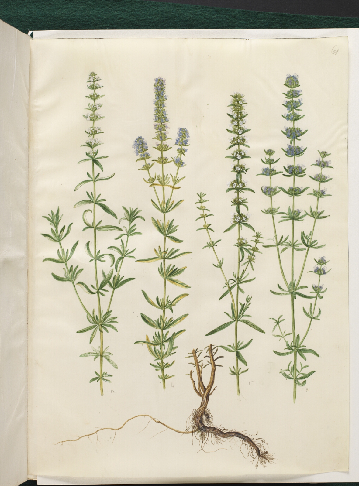Hans Simon Holtzbecker, Hyssopus officinalis (ægte isop)