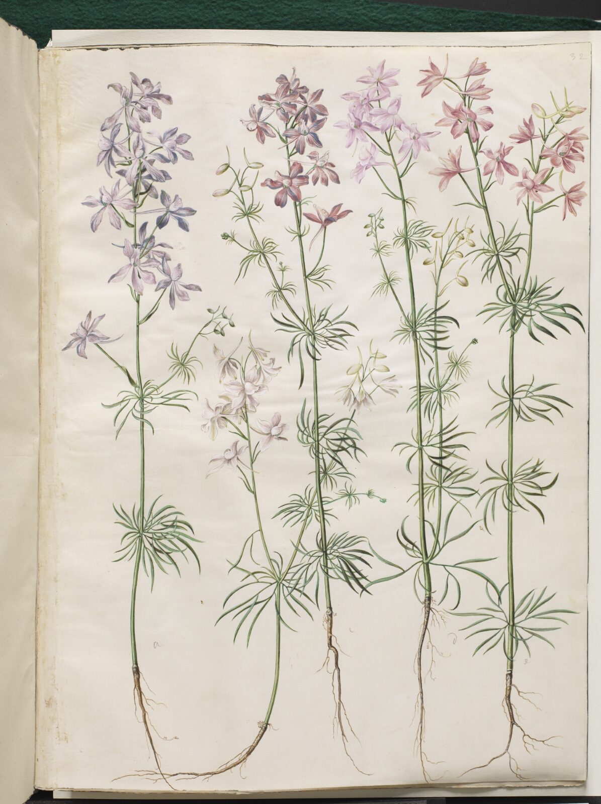 Hans Simon Holtzbecker, Consolida regalis (korn-ridderspore)