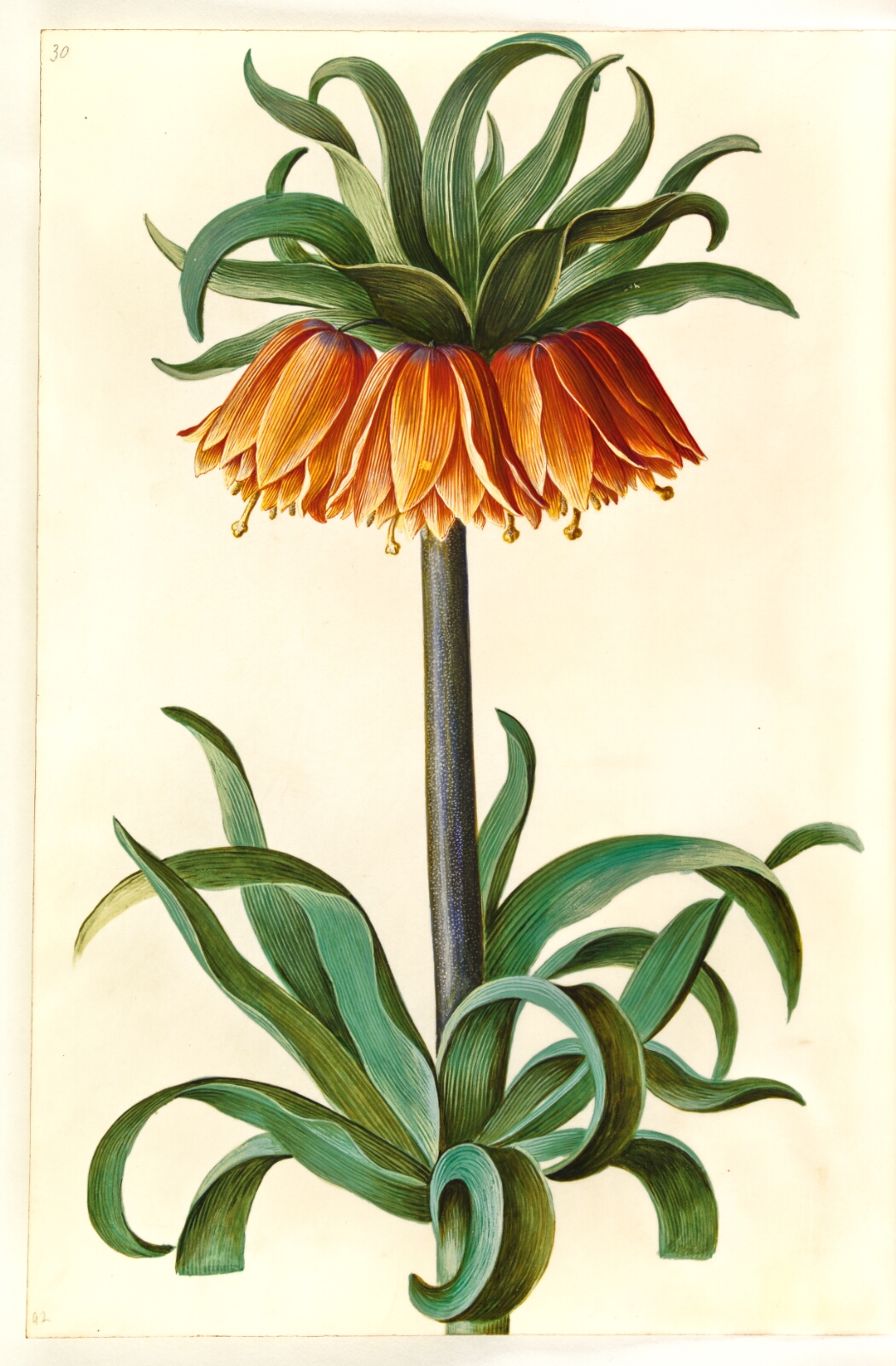 Hans Simon Holtzbecker, Fritillaria imperialis (kejserkrone)