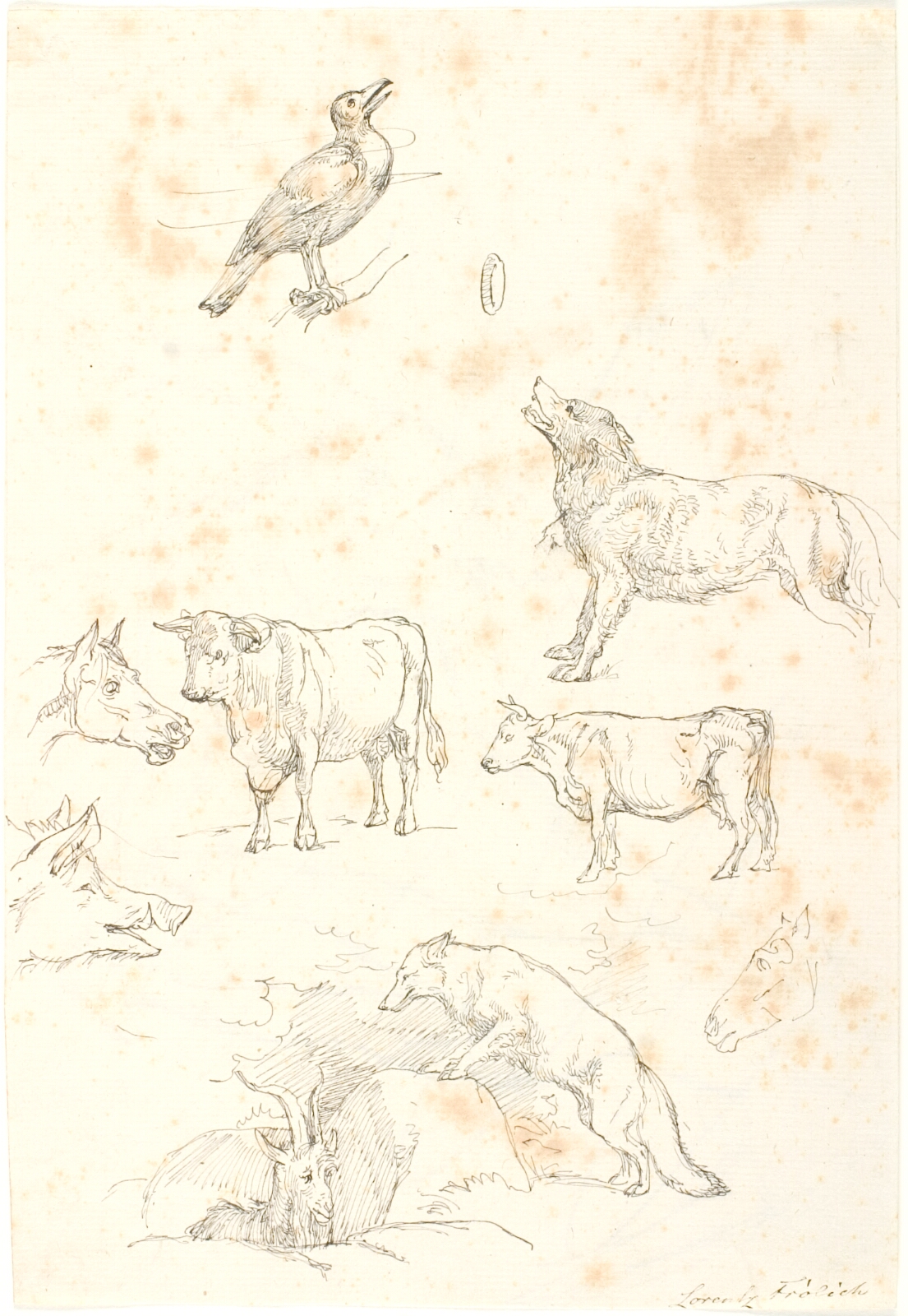 Lorenz Frølich, Dyrestudier