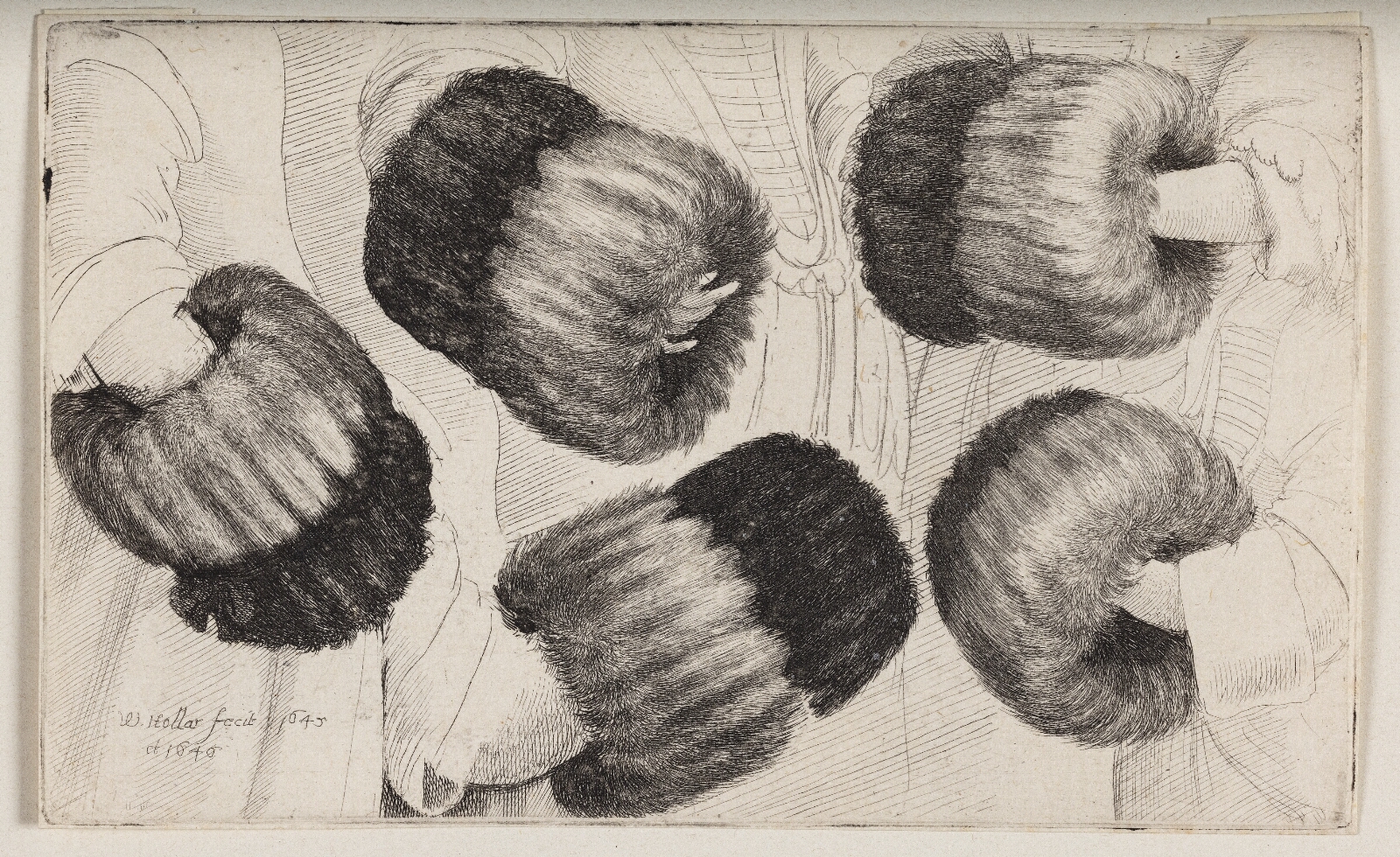 Wenceslaus Hollar, En muffe set på fem forskellige måder