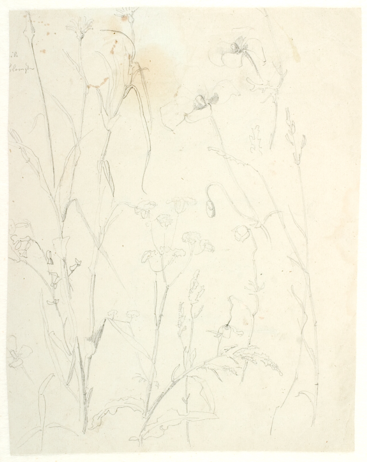 Dankvart Dreyer, Plantestudier