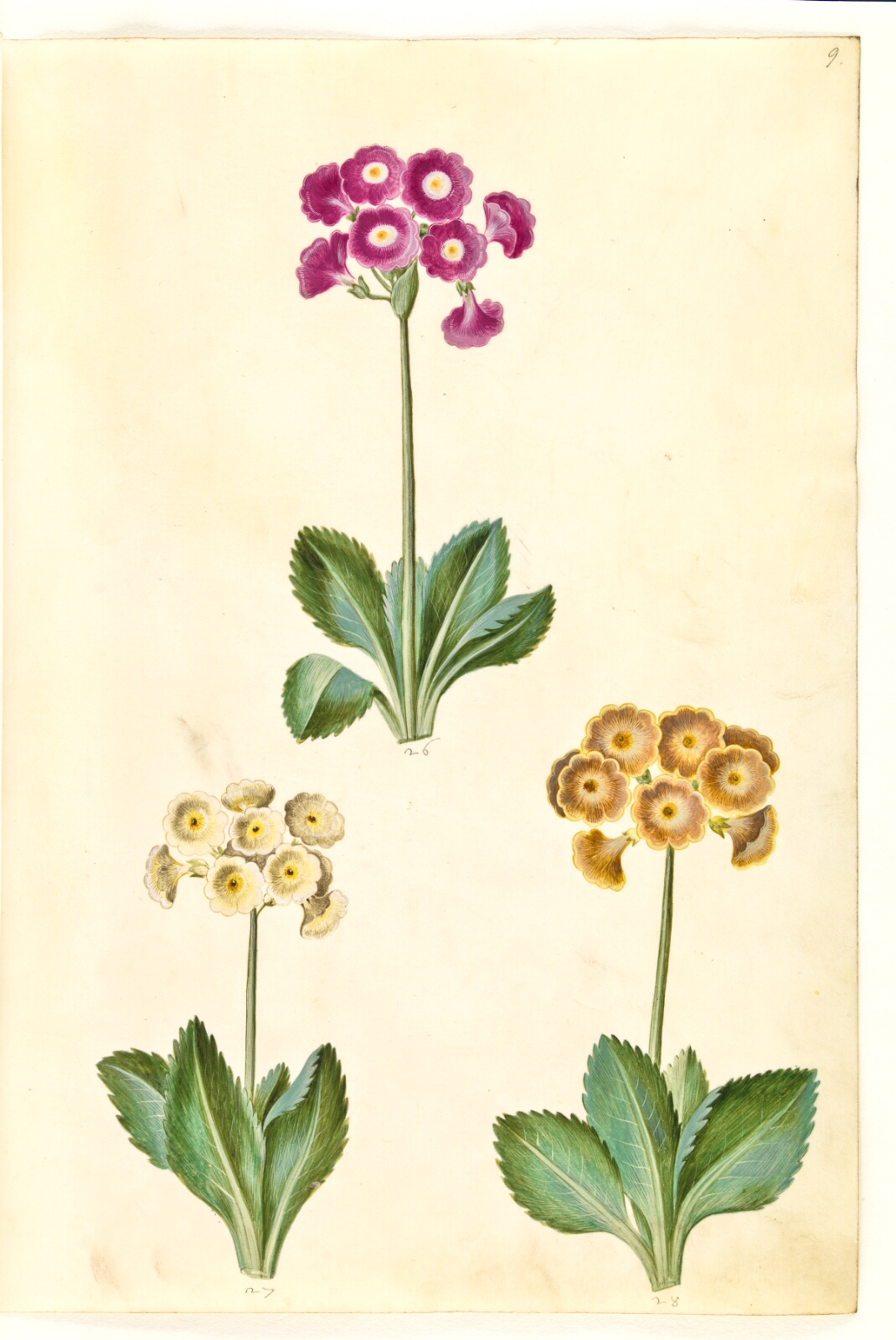 Hans Simon Holtzbecker, Primula ×pubescens (have-aurikel)