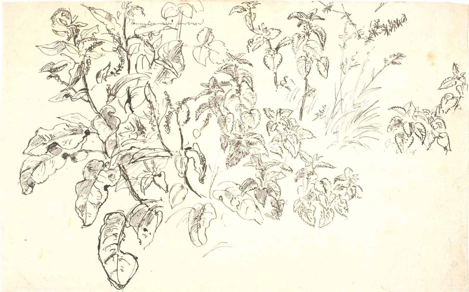 Dankvart Dreyer, Plantestudier