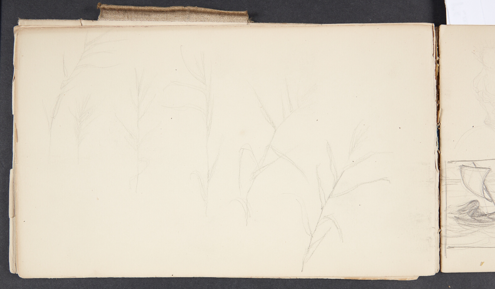 Agnes Slott-Møller, Plantestudier