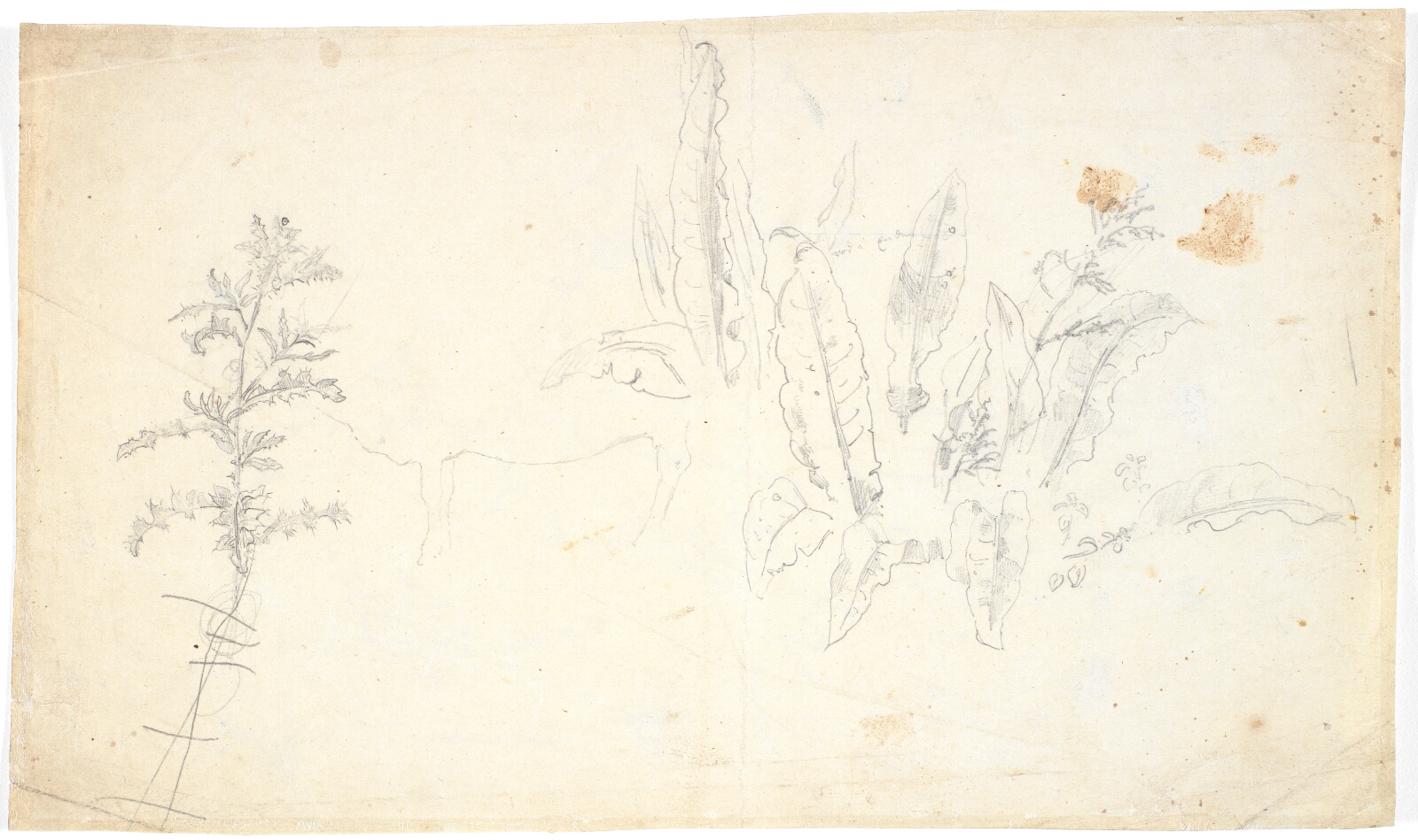 Dankvart Dreyer, Plantestudier