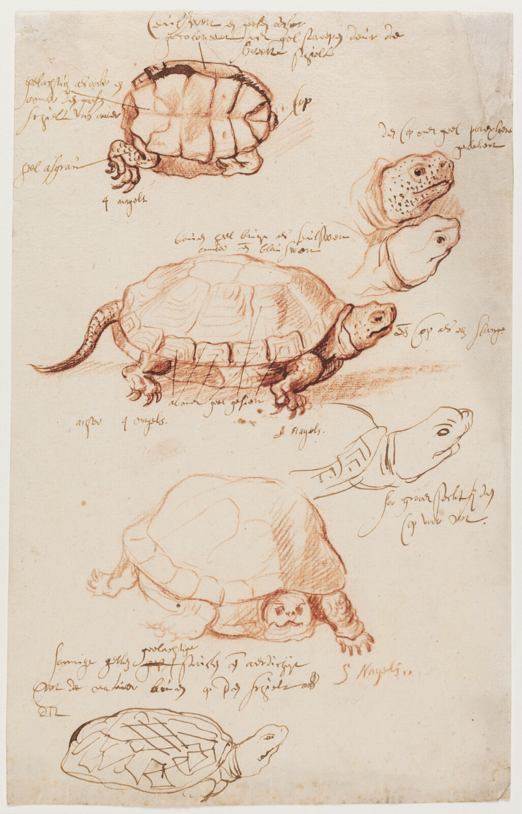 Peter Paul Rubens, Studier af en skildpadde