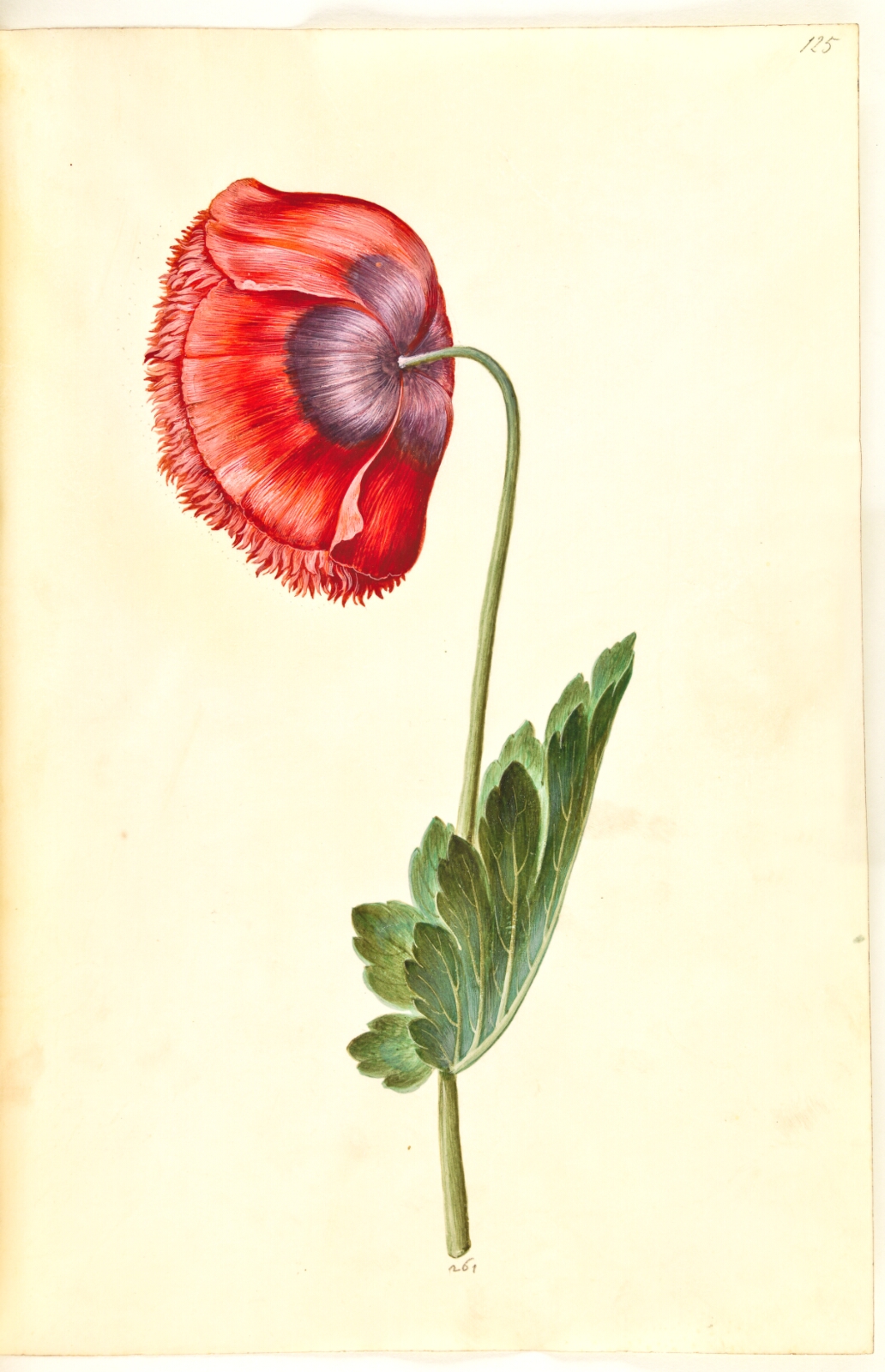 Hans Simon Holtzbecker, Papaver somniferum (opium-valmue)