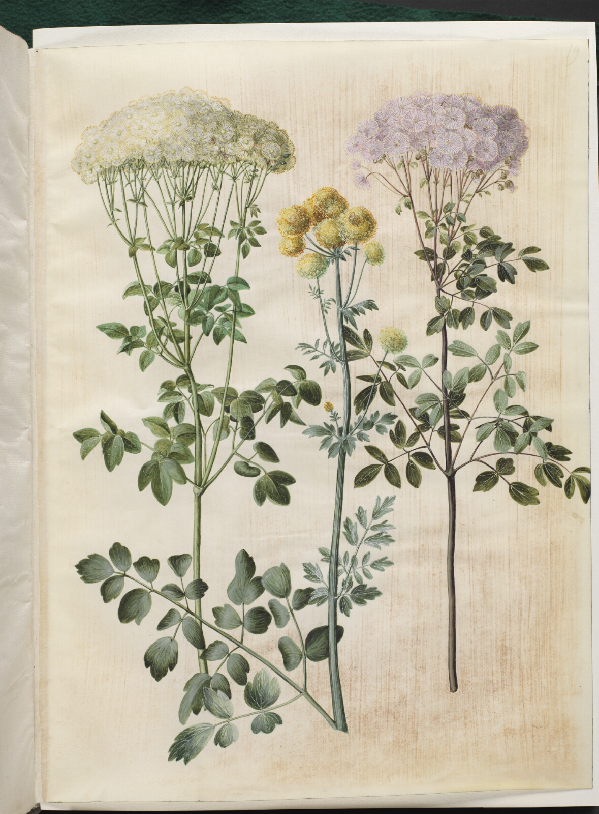 Hans Simon Holtzbecker, Thalictrum aquilegiifolium (akeleje-frøstjerne); Thalictrum flavum (gul frøstjerne)