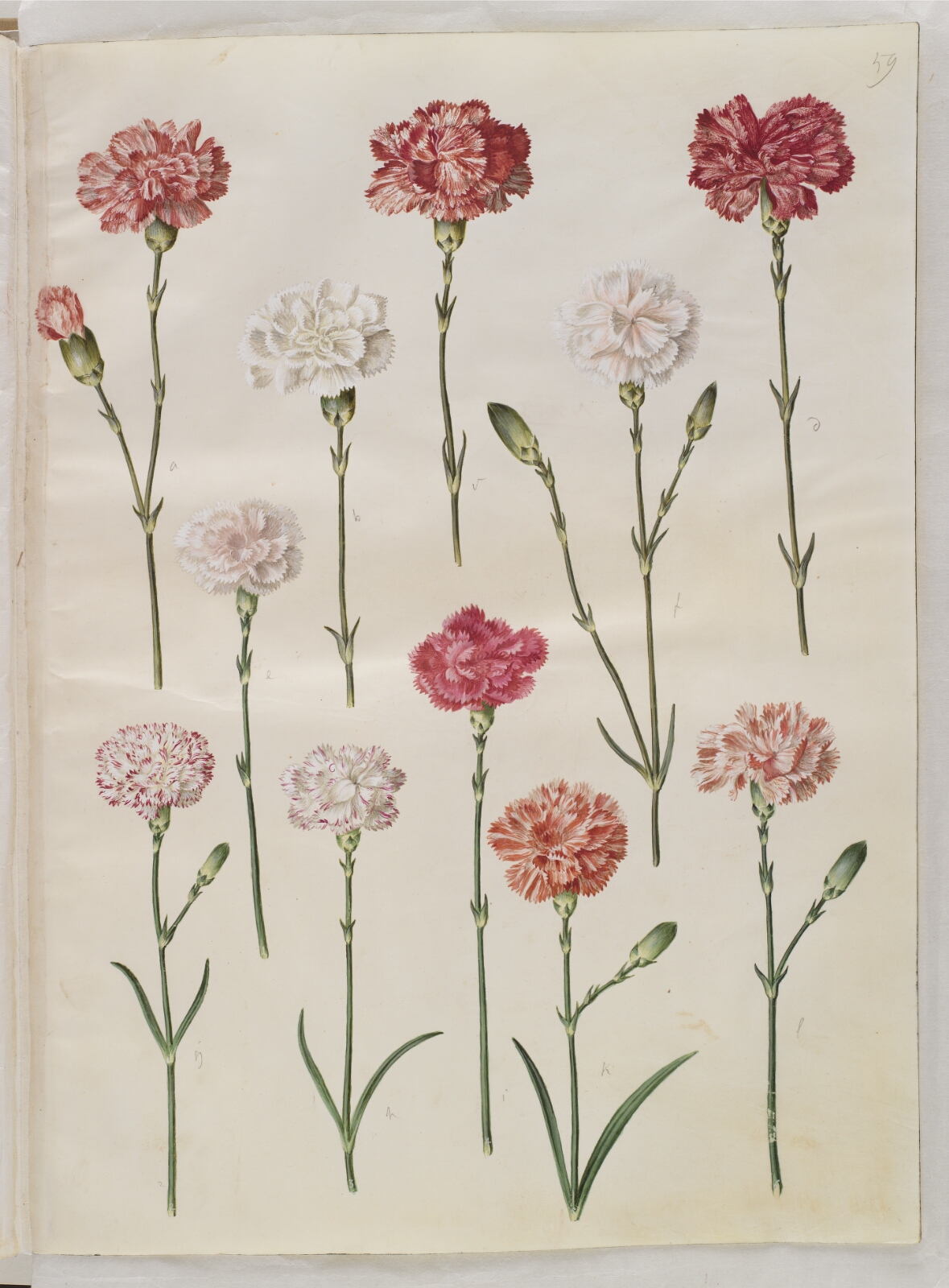 Hans Simon Holtzbecker, Dianthus caryophyllus (have-nellike)