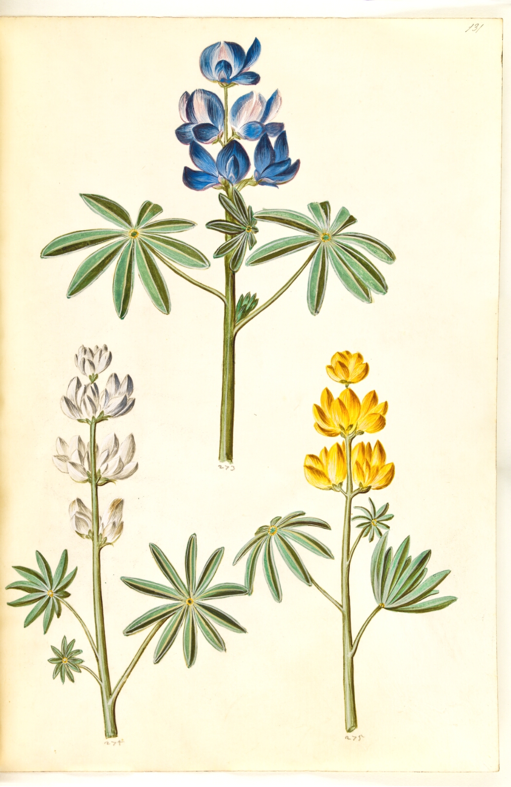 Hans Simon Holtzbecker, Lupinus pilosus (blå lupin); Lupinus albus (hvid lupin); Lupinus luteus (gul lupin)