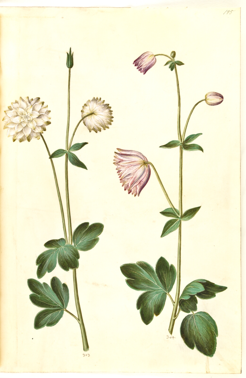 Hans Simon Holtzbecker, Aquilegia vulgaris (almindelig akeleje)