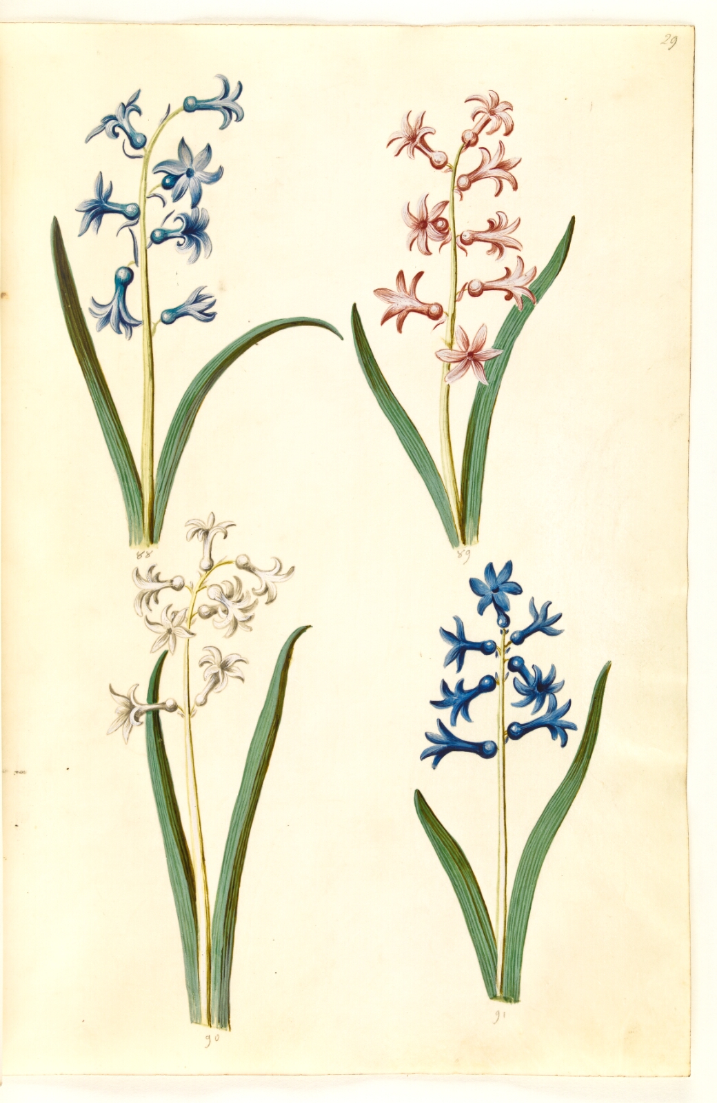 Hans Simon Holtzbecker, Hyacinthus orientalis (almindelig hyacint)