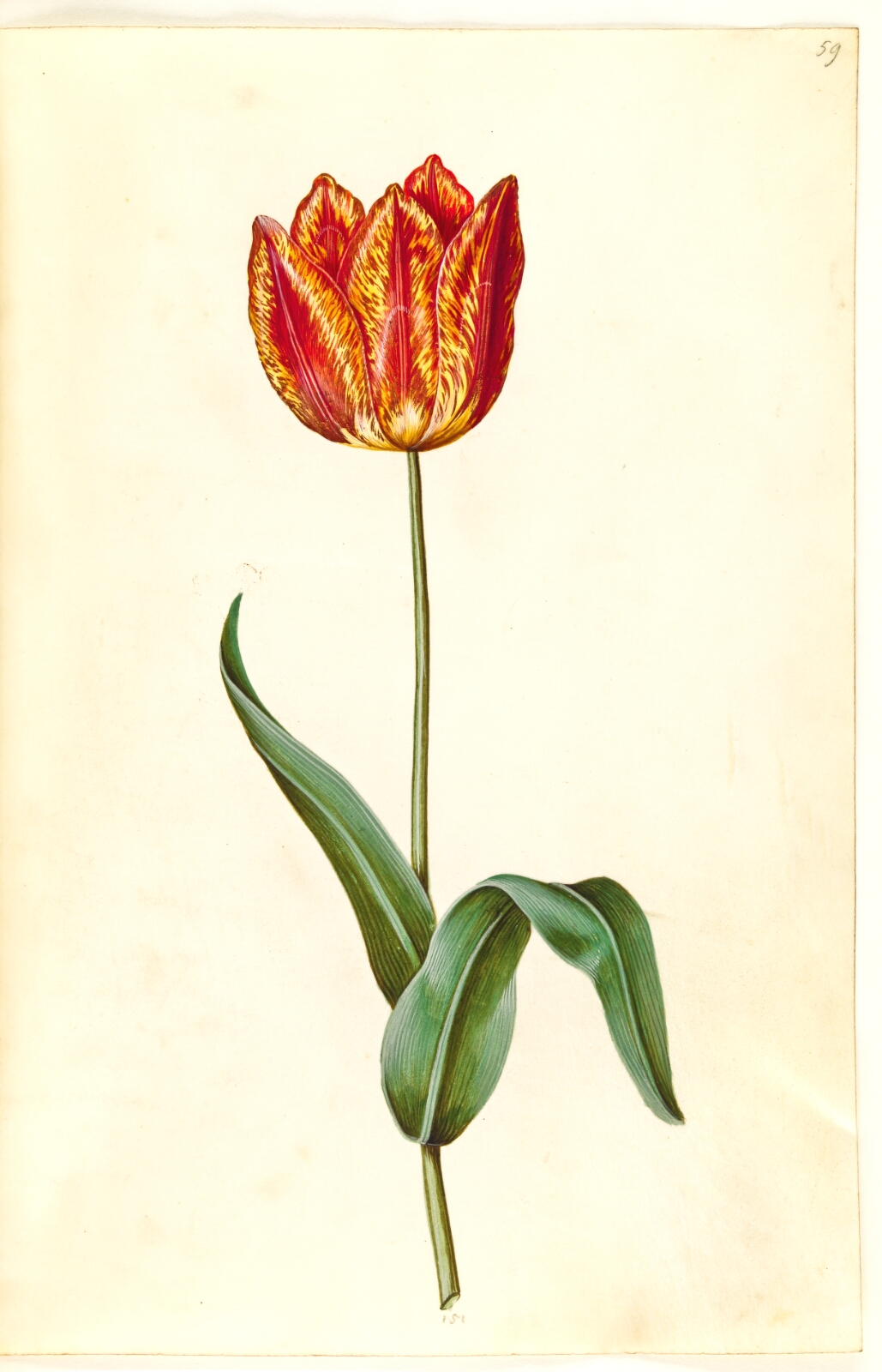Hans Simon Holtzbecker, Tulipa gesneriana (have-tulipan)