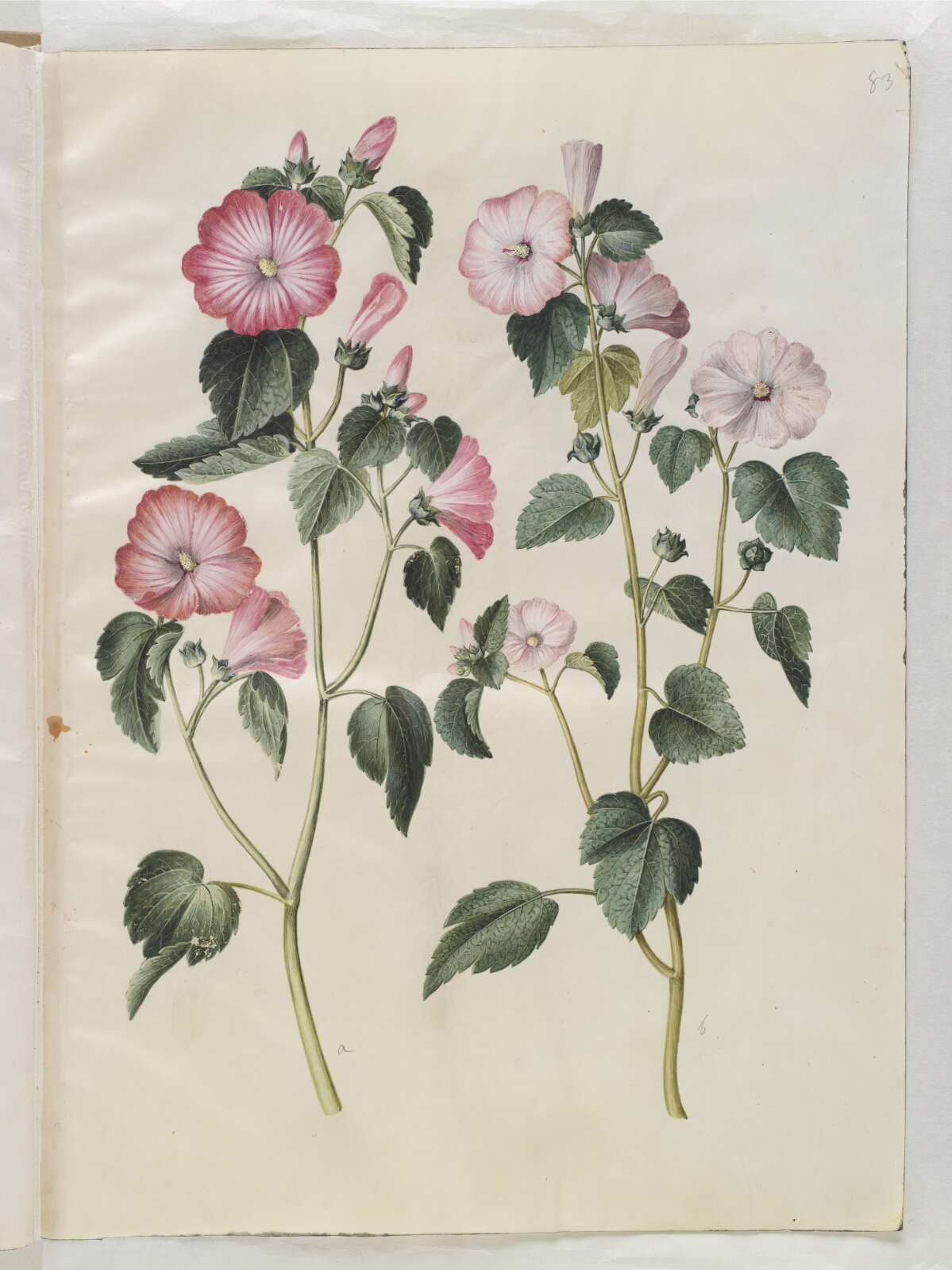 Hans Simon Holtzbecker, Lavatera trimestris (mamelukærme)