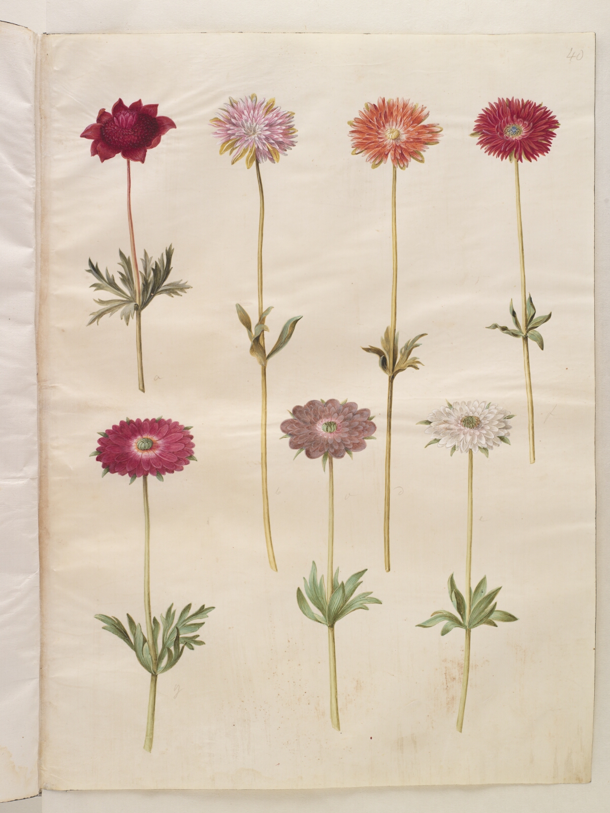 Hans Simon Holtzbecker, Anemone coronaria (fransk anemone); Anemone ×fulgens (skinnende anemone)