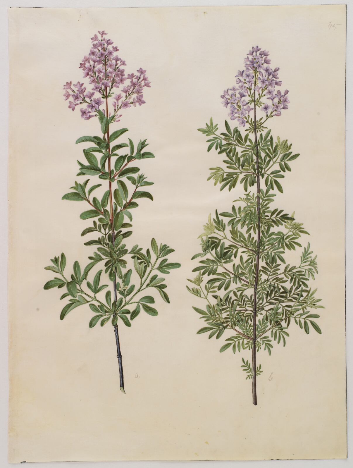 Hans Simon Holtzbecker, Syringa ×laciniata (fliget syren)
