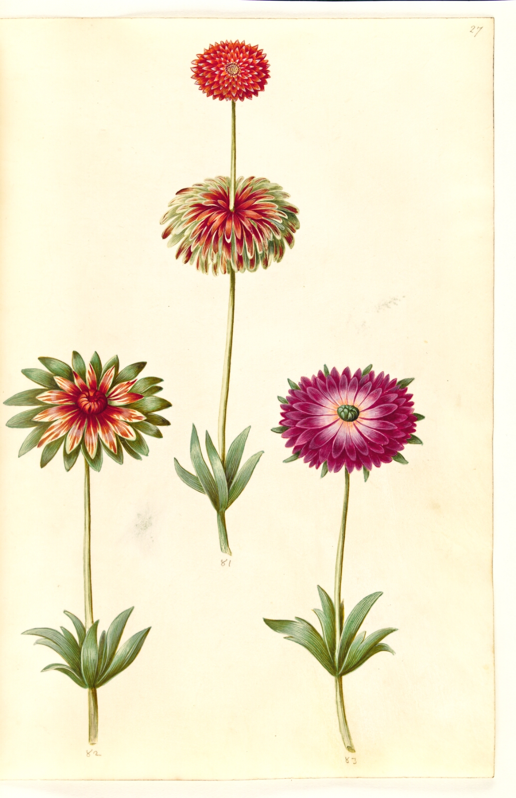 Hans Simon Holtzbecker, Anemone ×fulgens (skinnende anemone)