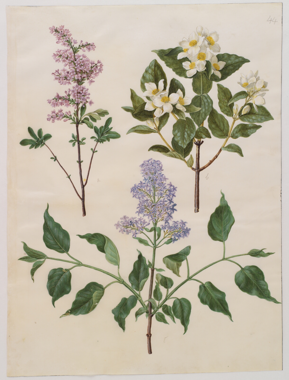 Hans Simon Holtzbecker, Syringa ×persica (persisk syren); Philadelphus coronarius (vellugtende pibeved); Syringa vulgaris (almindelig syren)