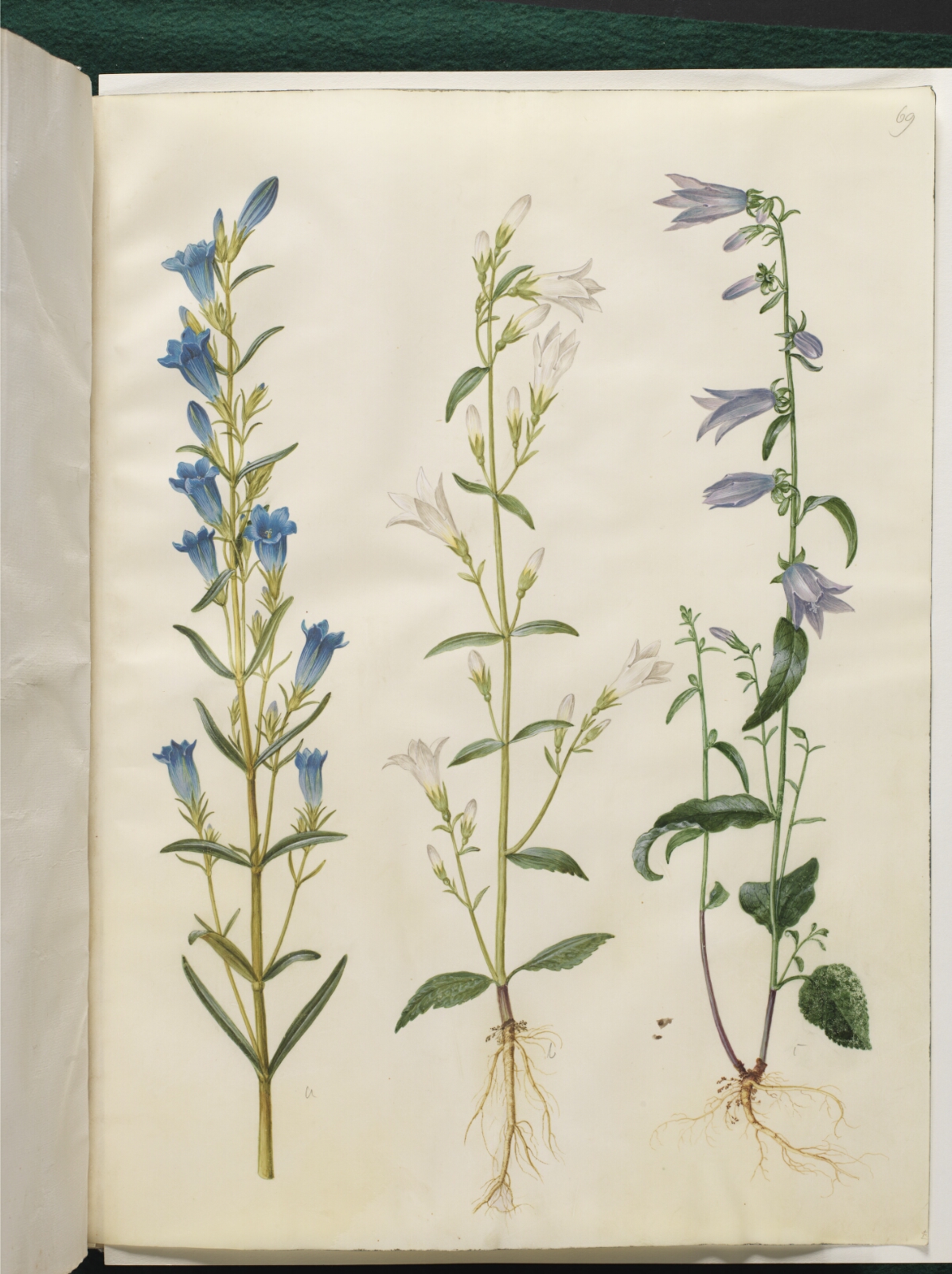 Hans Simon Holtzbecker, Gentiana pneumonanthe (klokke-ensian); Campanula patula (eng-klokke); Campanula rapunculoides (ensidig klokke)