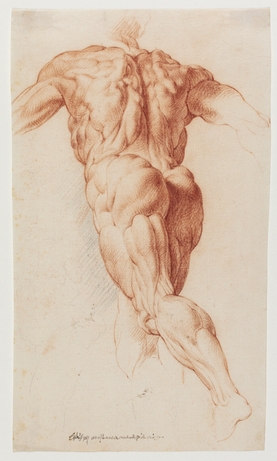 Willem Panneels, Anatomisk studie af en gående, flået mand set bagfra (écorché)
