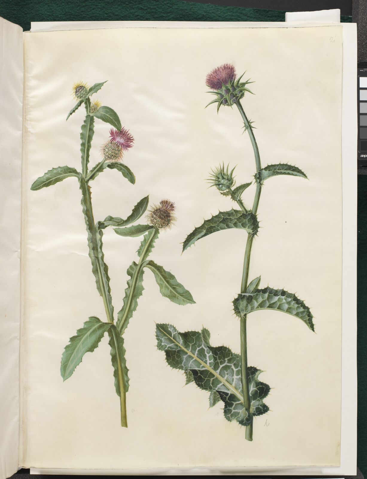 Hans Simon Holtzbecker, Centaurea seridis; Silybum marianum (almindelig marietidsel)