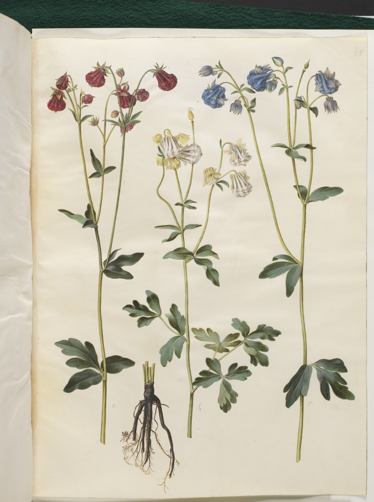 Hans Simon Holtzbecker, Aquilegia vulgaris (almindelig akeleje)