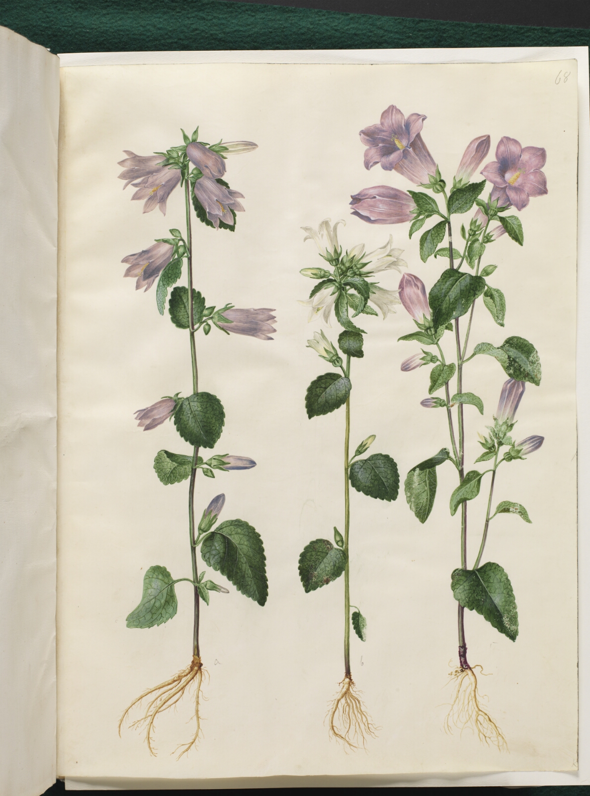 Hans Simon Holtzbecker, Campanula trachelium (nælde-klokke); Campanula medium (marie-klokke)