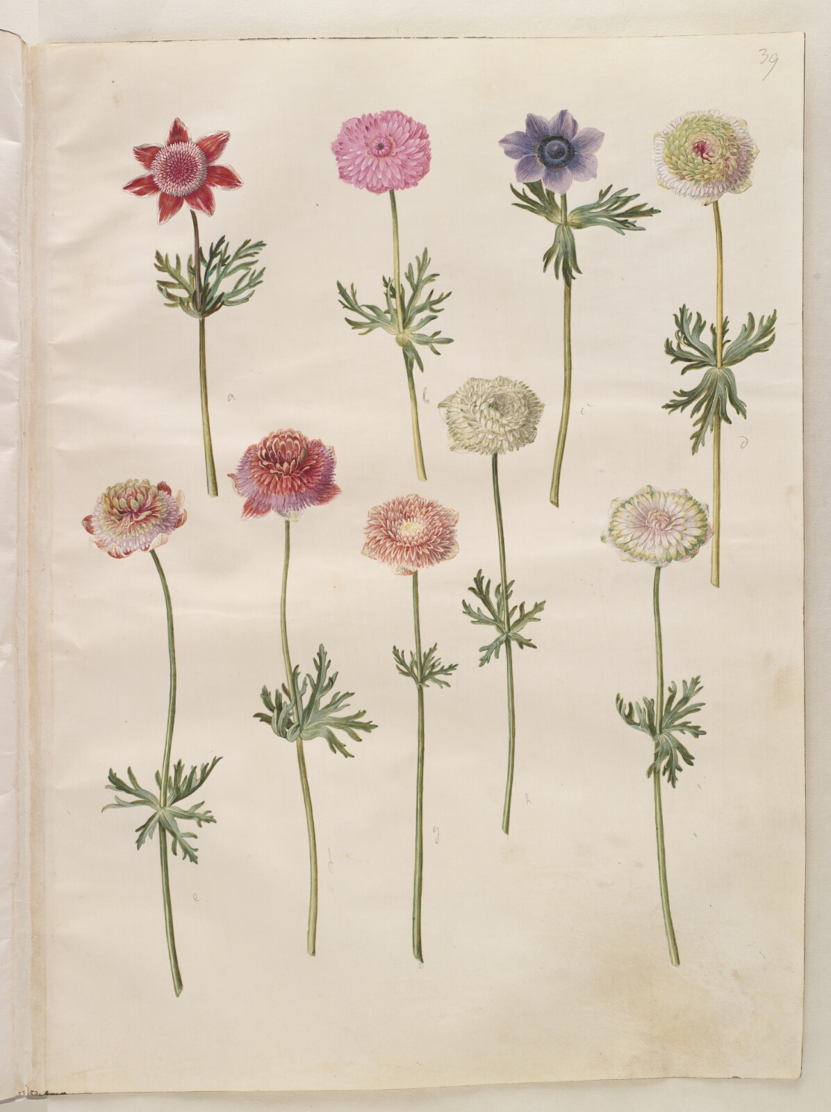 Hans Simon Holtzbecker, Anemone coronaria (fransk anemone)