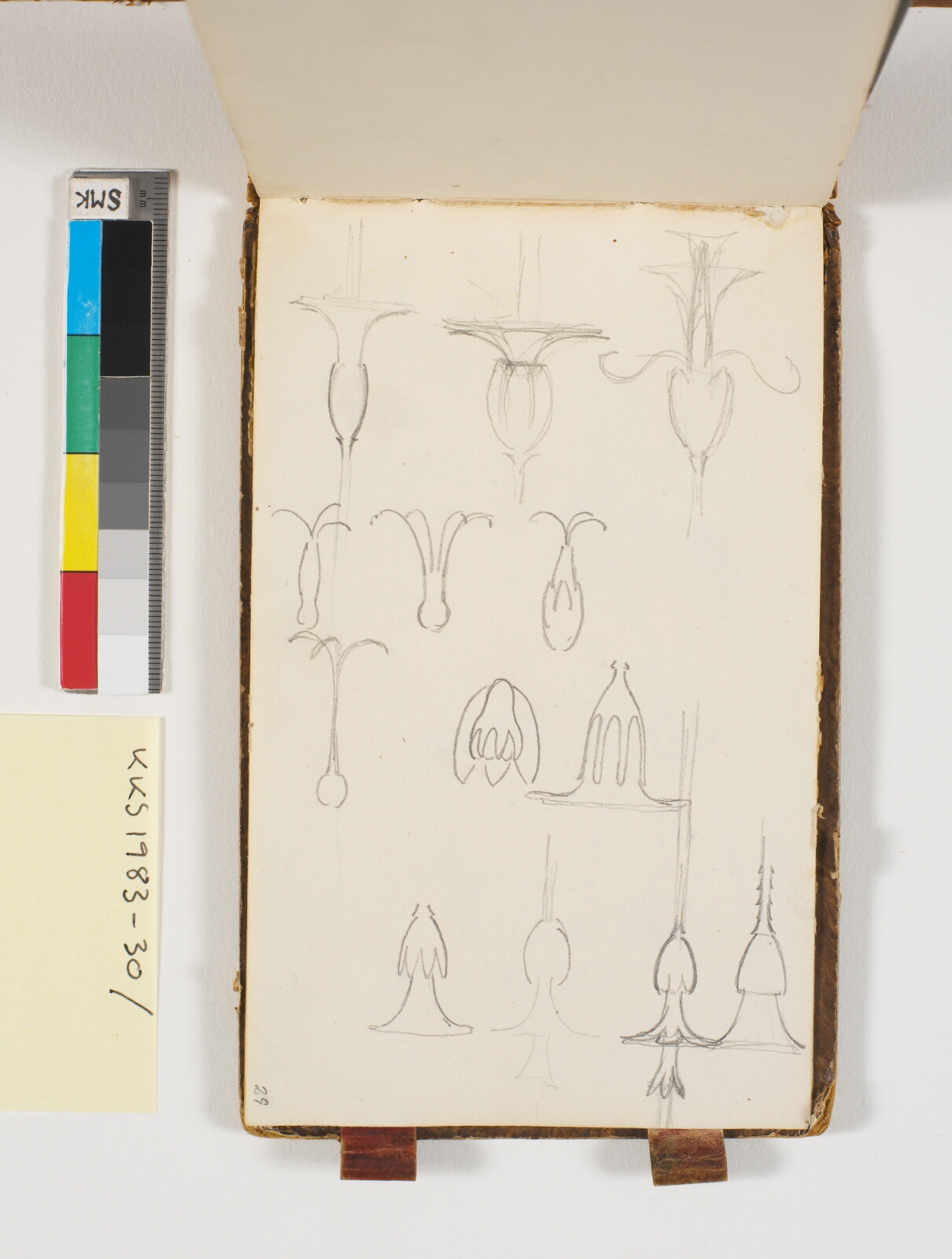 P.C. Skovgaard, Detaljestudier af blomsterhoveder