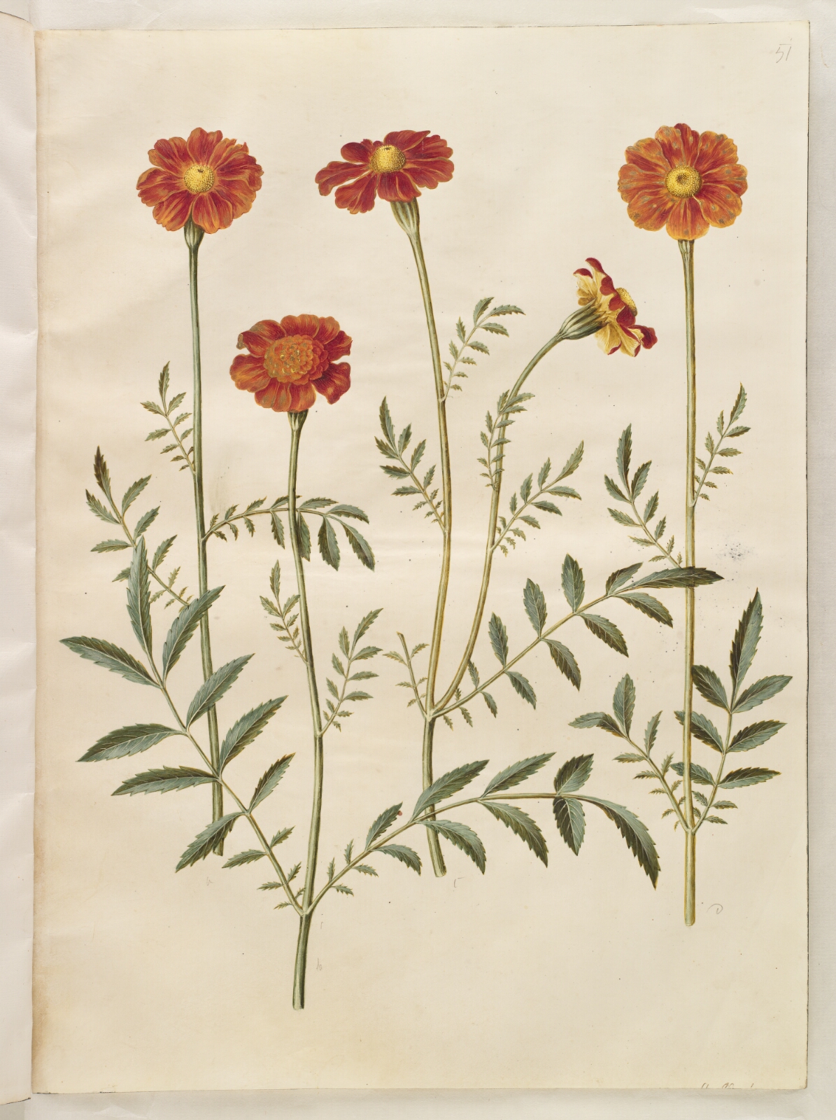 Hans Simon Holtzbecker, Tagetes patula (udspærret fløjlsblomst)