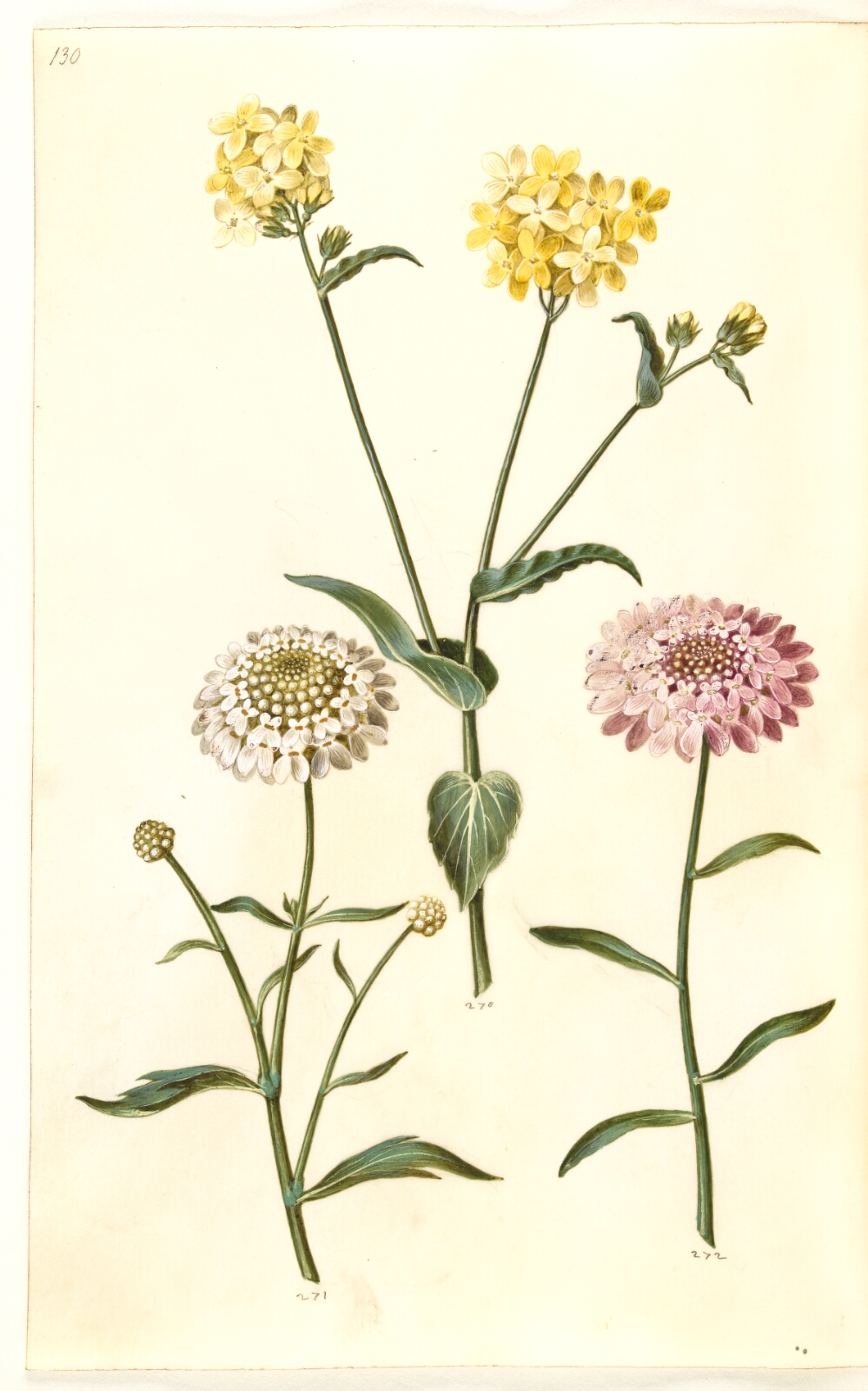 Hans Simon Holtzbecker, Brassica napus (raps); Iberis amara (bitter sløjfeblomst)