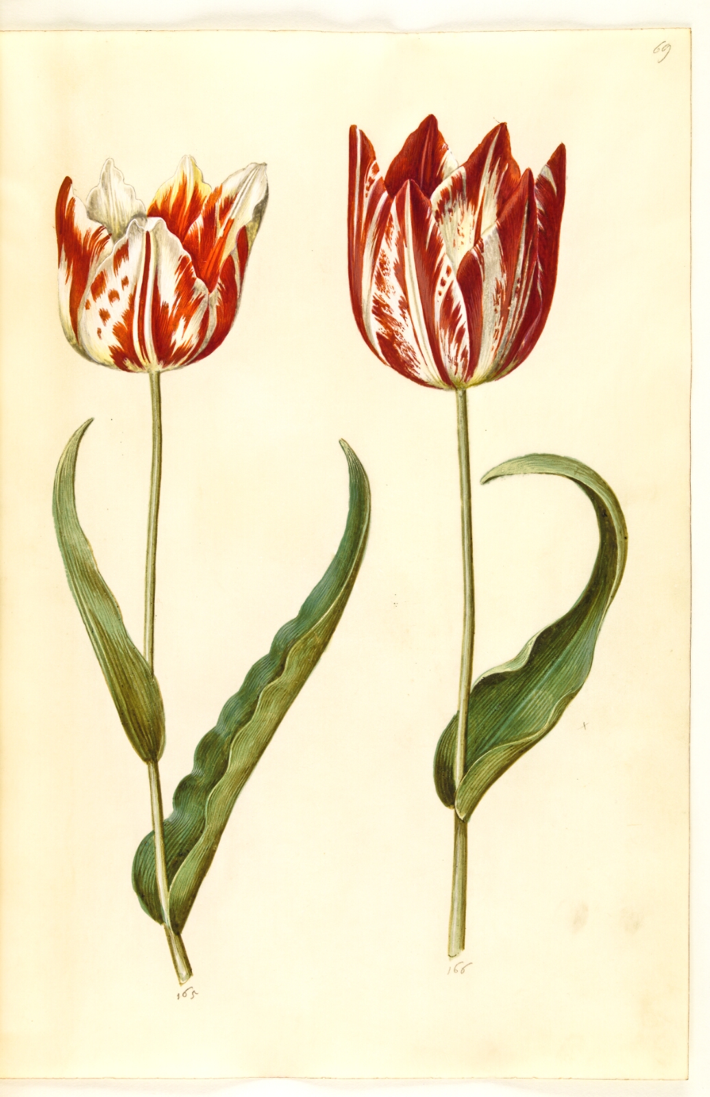 Hans Simon Holtzbecker, Tulipa gesneriana (have-tulipan)