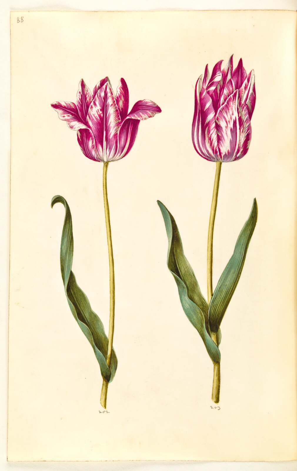 Hans Simon Holtzbecker, Tulipa gesneriana (have-tulipan)