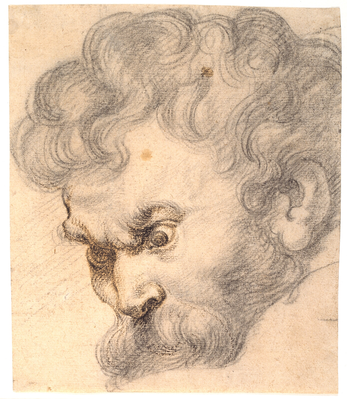 Peter Paul Rubens, Studie fra "Samson og løven". Samsons ansigt